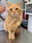 Garfield (1)7